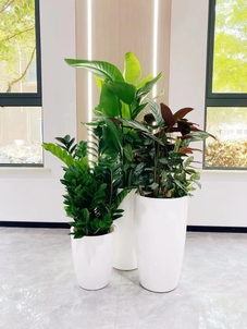 镇海花卉出租方案